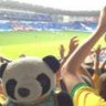 Yellow Panda