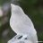 Crystal Canary